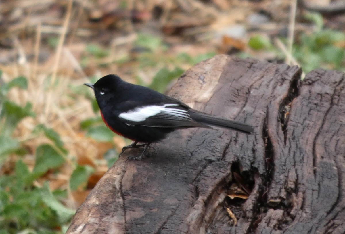 Painted Redstart - ML649569278