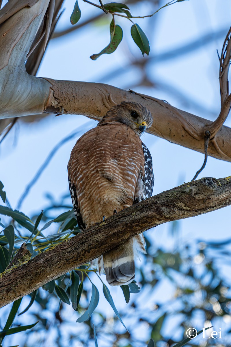 Red-shouldered Hawk - ML649569279