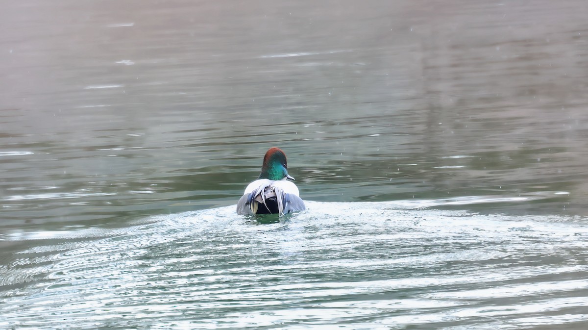Falcated Duck - ML649569281