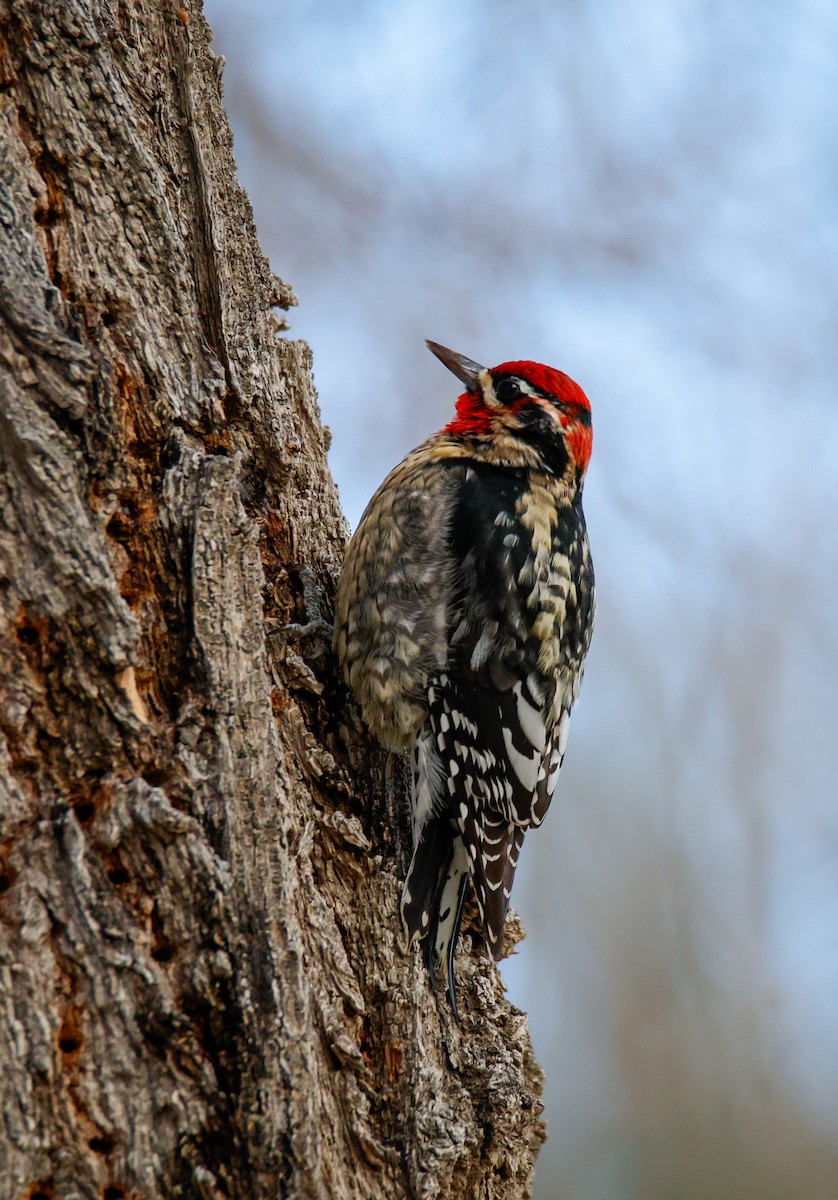 Red-naped Sapsucker - ML649569283