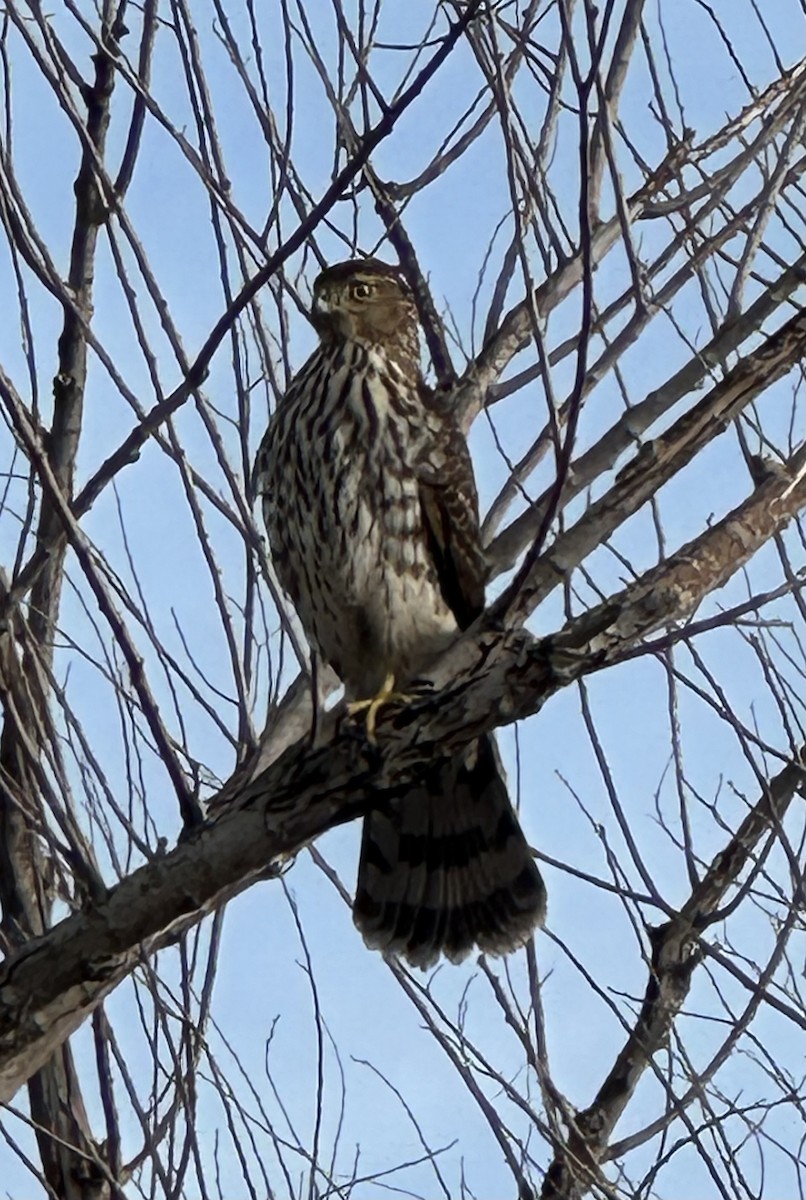 Cooper's Hawk - ML649569285