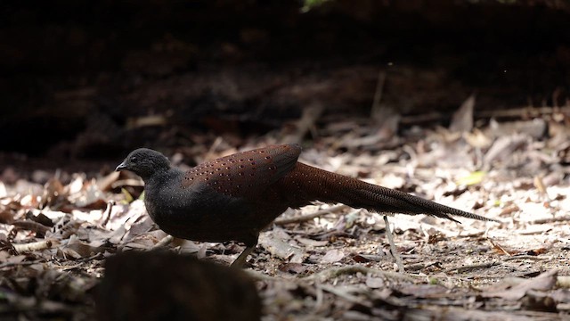 Espolonero de Rothschild - ML649569497