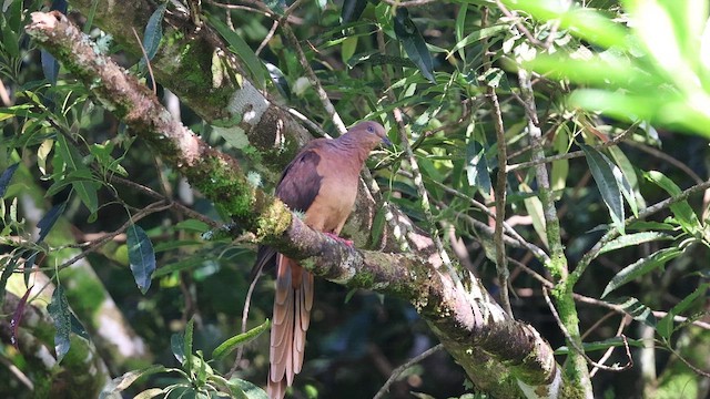 Tórtola Cuco Parda - ML649569512