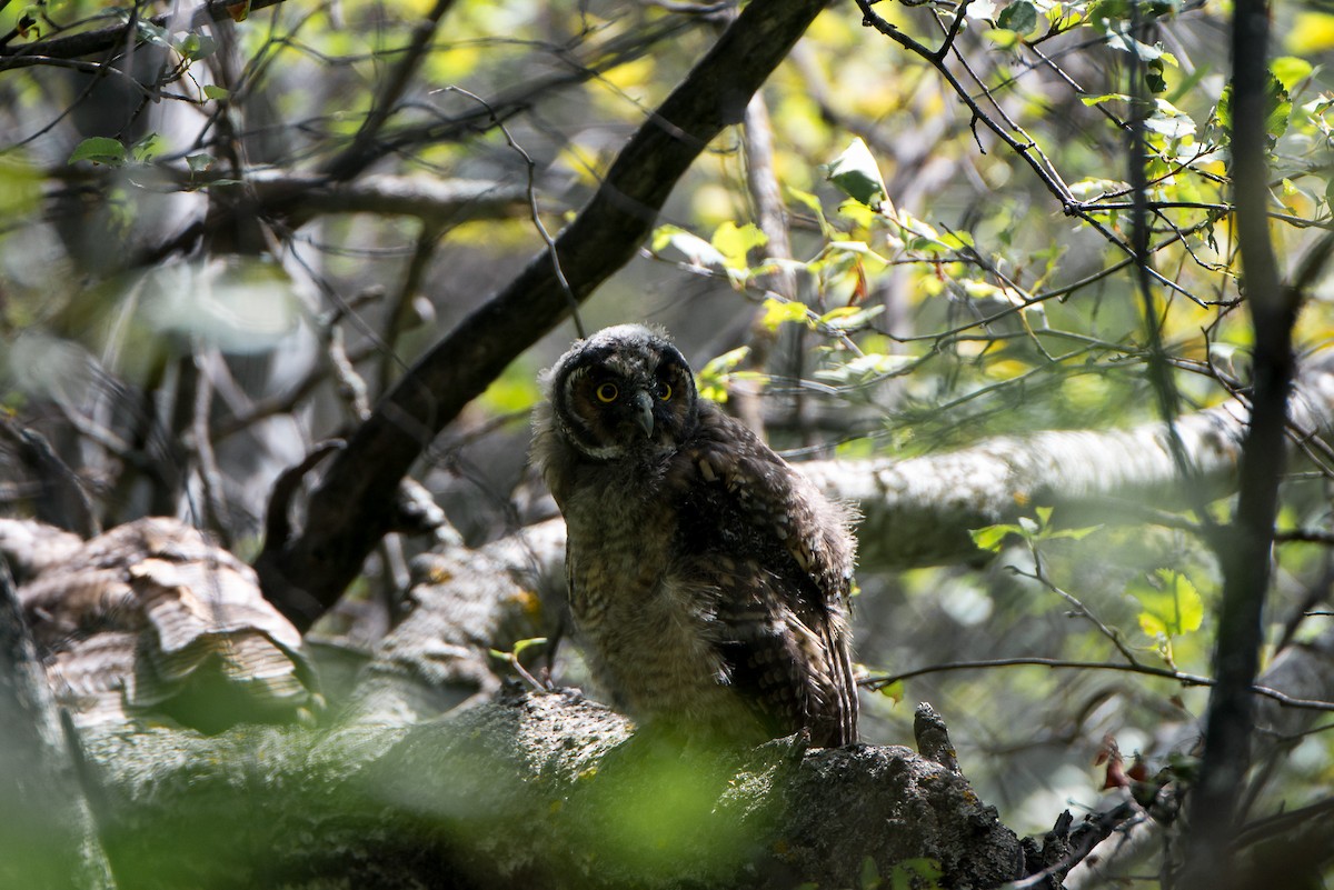 Long-eared Owl - ML64956961