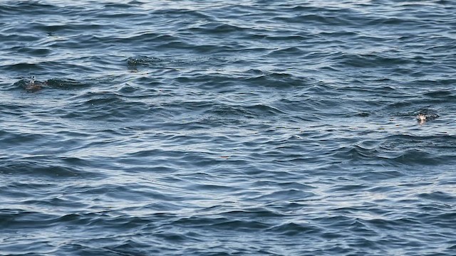 Mérgulo Antiguo - ML649569674