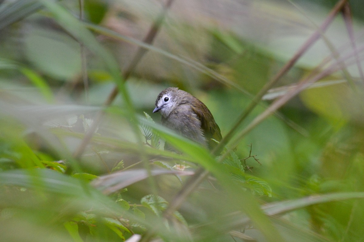 Pale-faced Bulbul - ML649569971