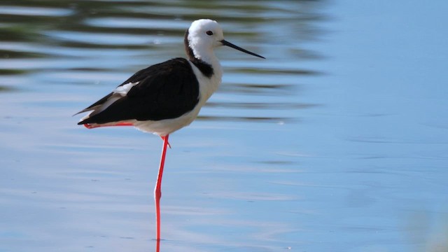 Cigüeñuela Australiana - ML649570149