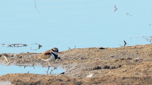 Chorlitejo Frentinegro - ML649570159