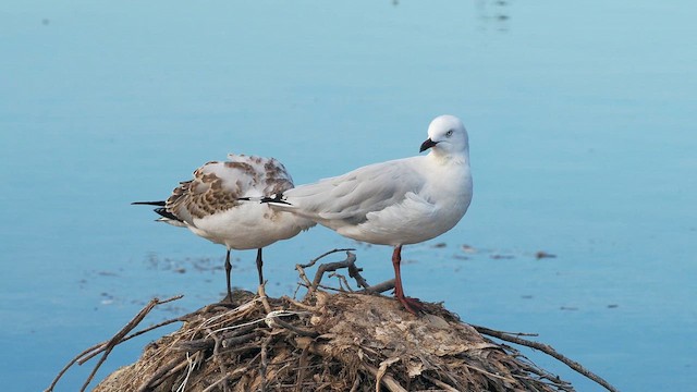 Gaviota Plateada Australiana - ML649570180