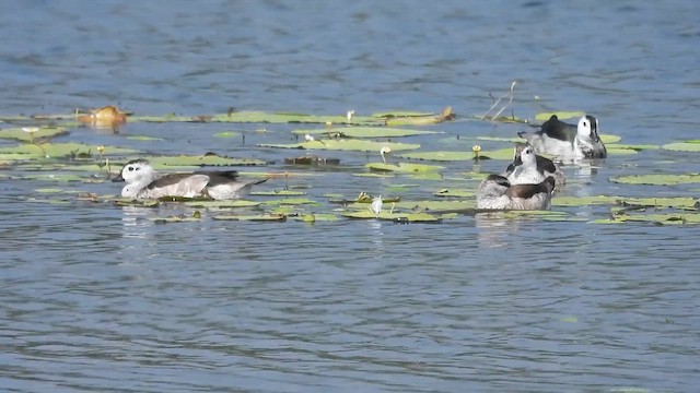 Gansito Asiático - ML649570222