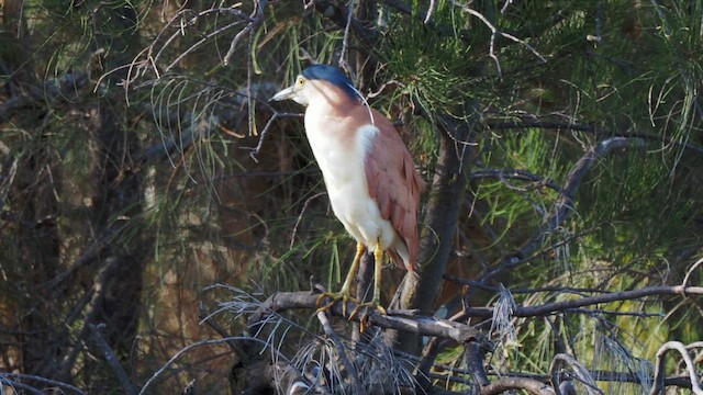 Martinete Canelo - ML649570243