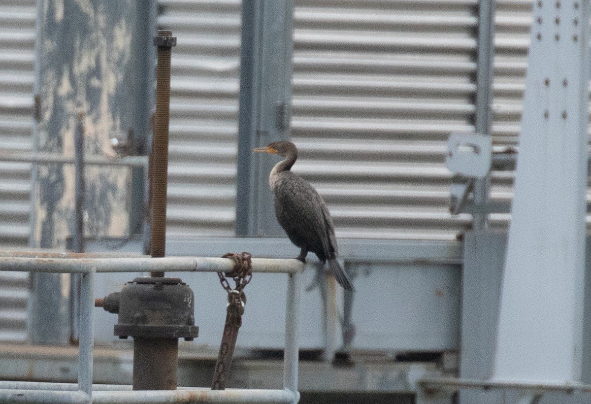 Ушастый баклан - ML649570255