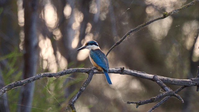 Alción Sagrado (Australasia) - ML649570336