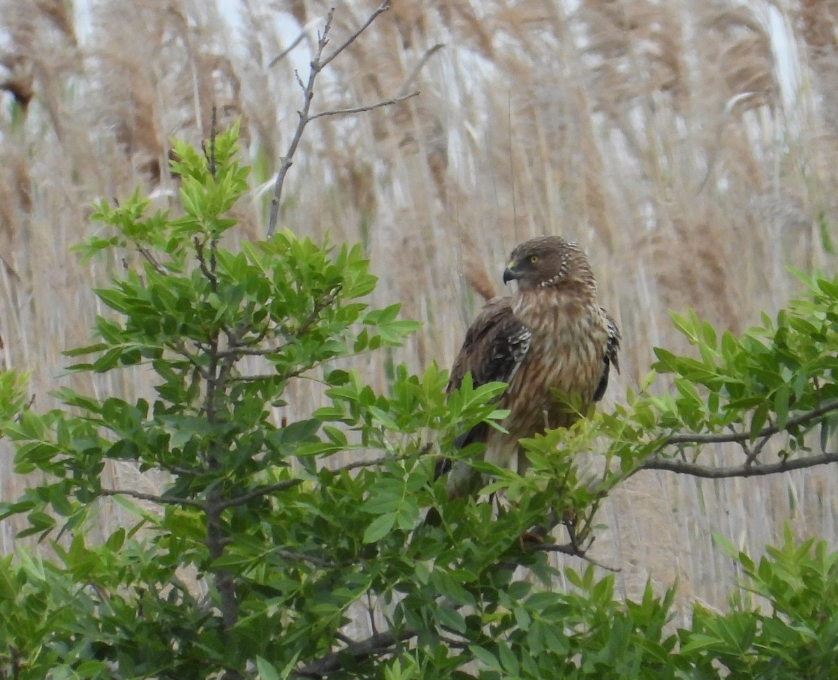 Bataklık Delicesi - ML649570409