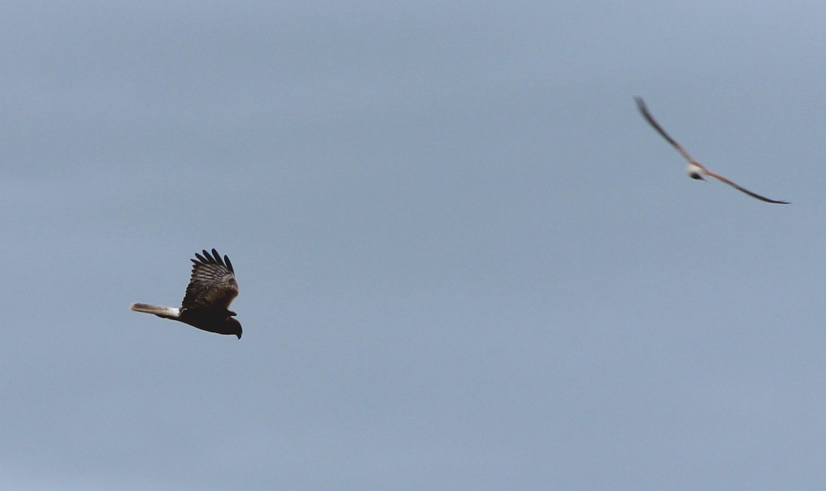 Bataklık Delicesi - ML649570429