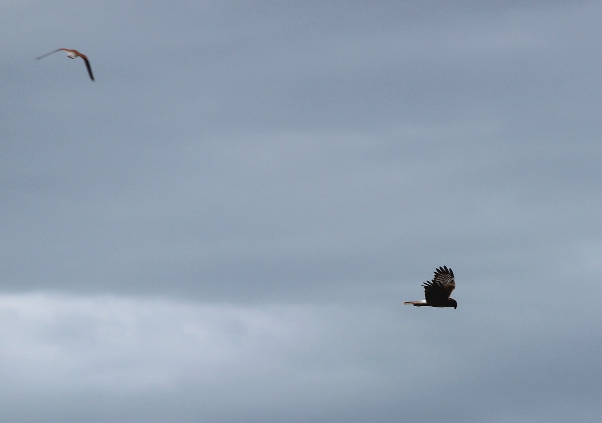 Bataklık Delicesi - ML649570430