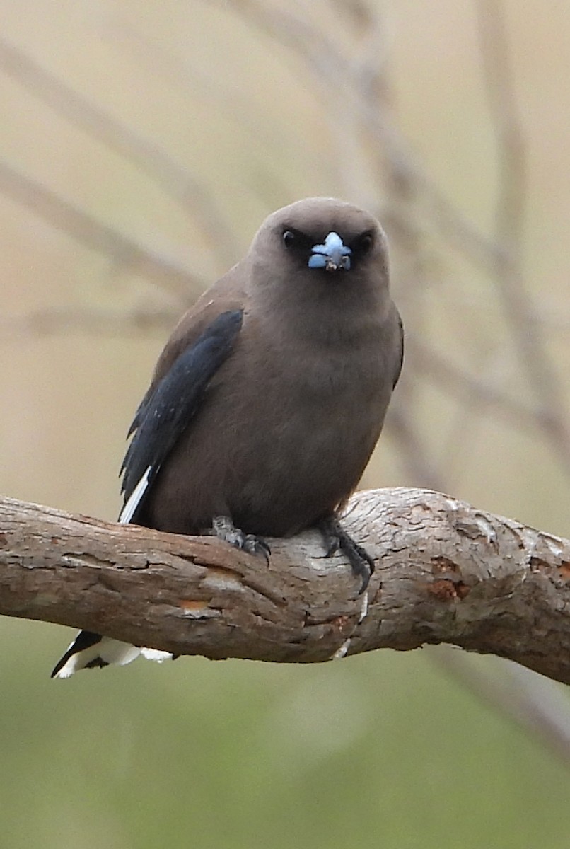 Karaca Ormankırlangıcı - ML649570445