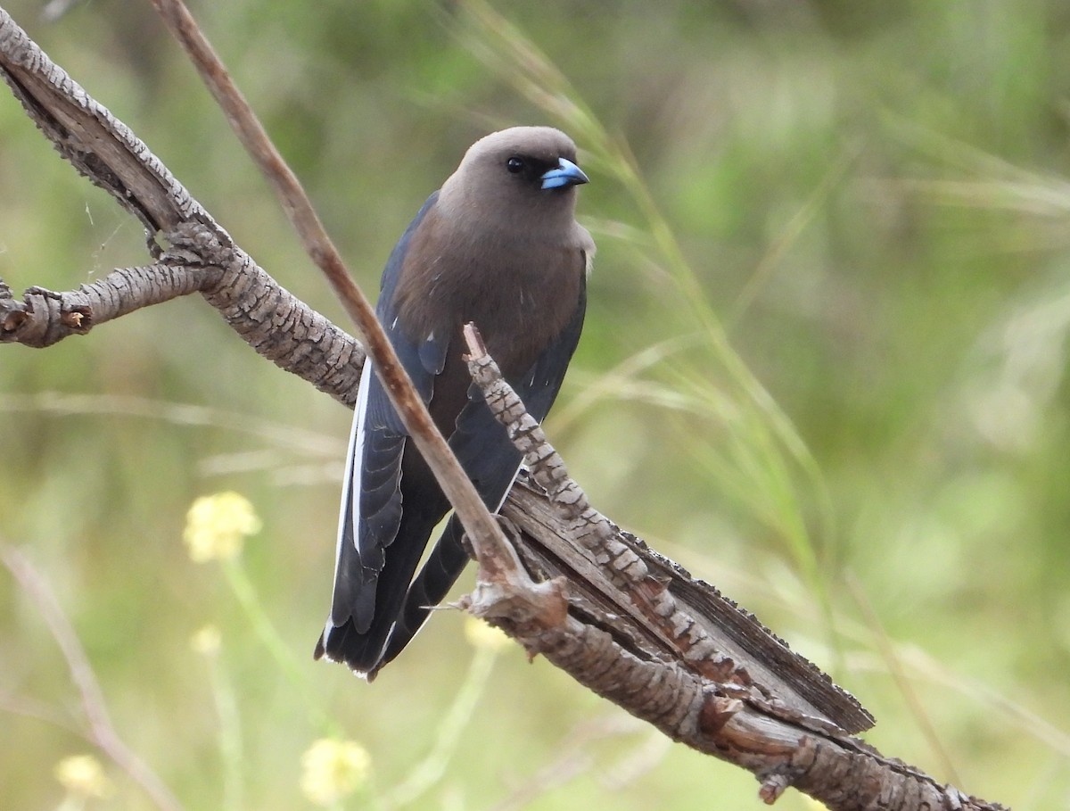 Karaca Ormankırlangıcı - ML649570446