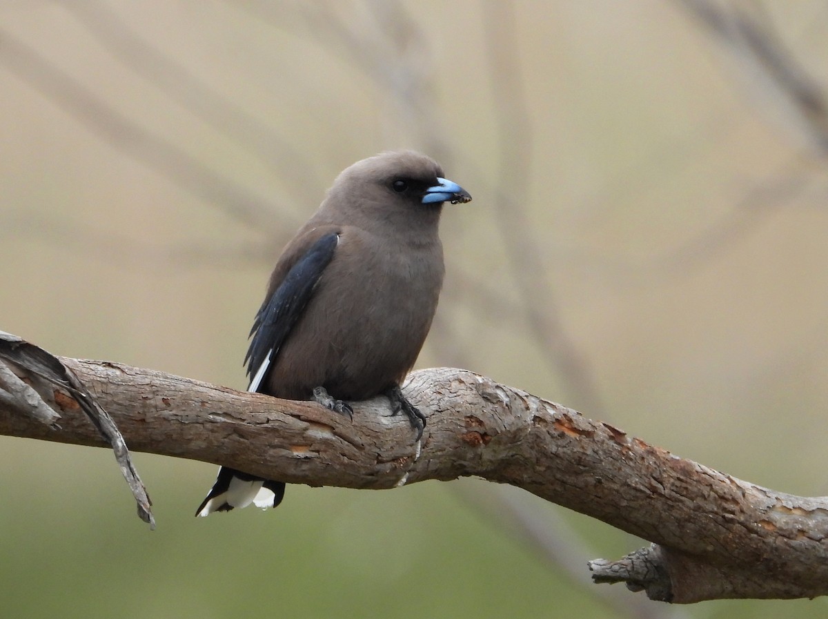 Karaca Ormankırlangıcı - ML649570447