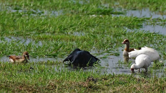 Garceta Azabache - ML649570490