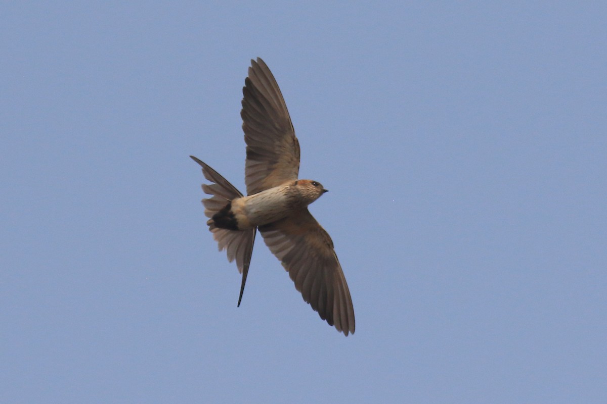 Eastern Red-rumped Swallow - ML649570744
