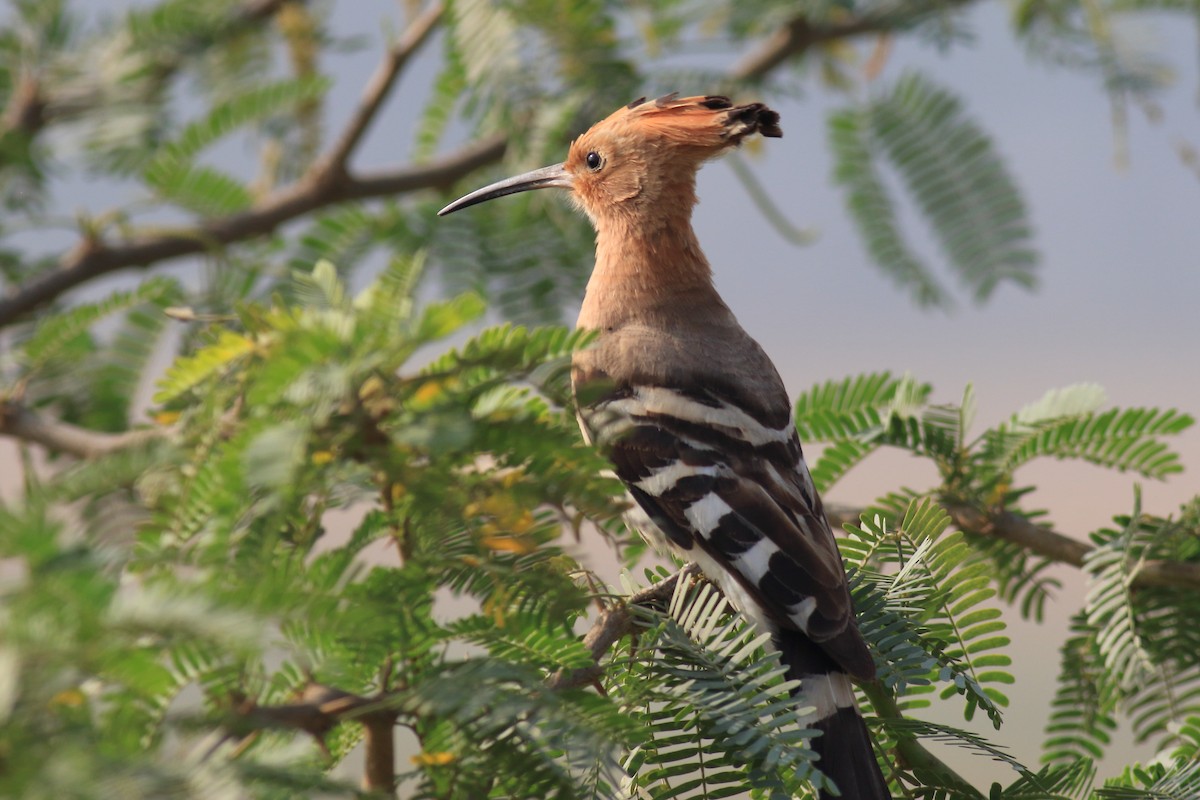 Common Hoopoe - ML649570753
