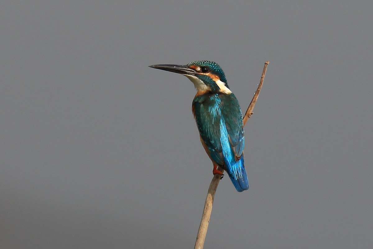 Common Kingfisher - ML649570755