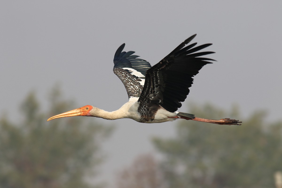 Painted Stork - ML649570766