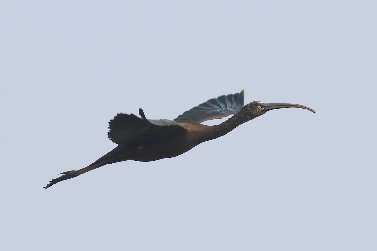Glossy Ibis - ML649570780