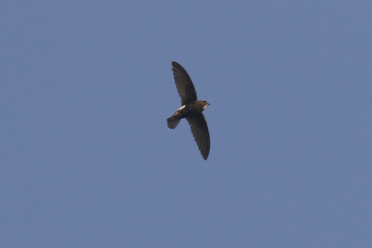 Little Swift - ML649570792