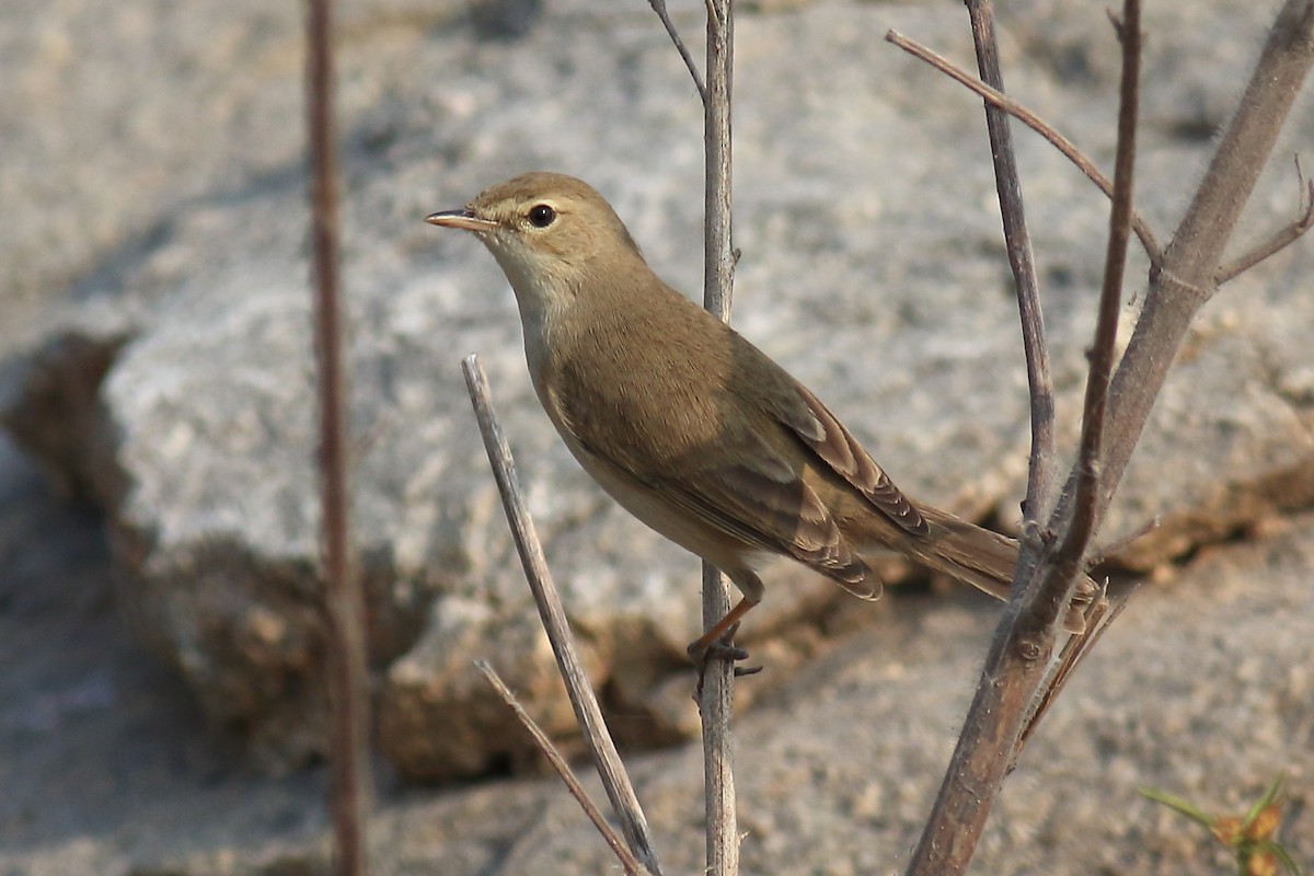 Booted Warbler - ML649570881