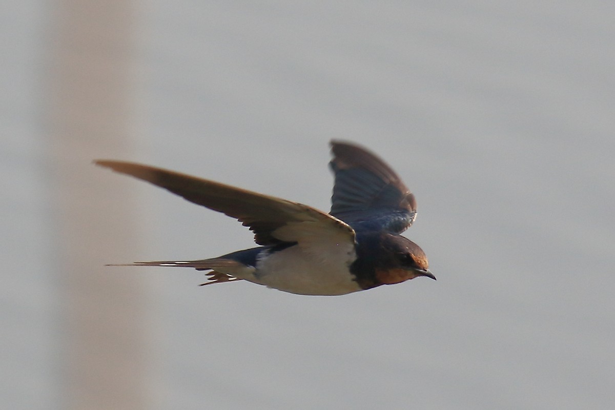 Barn Swallow - ML649570889
