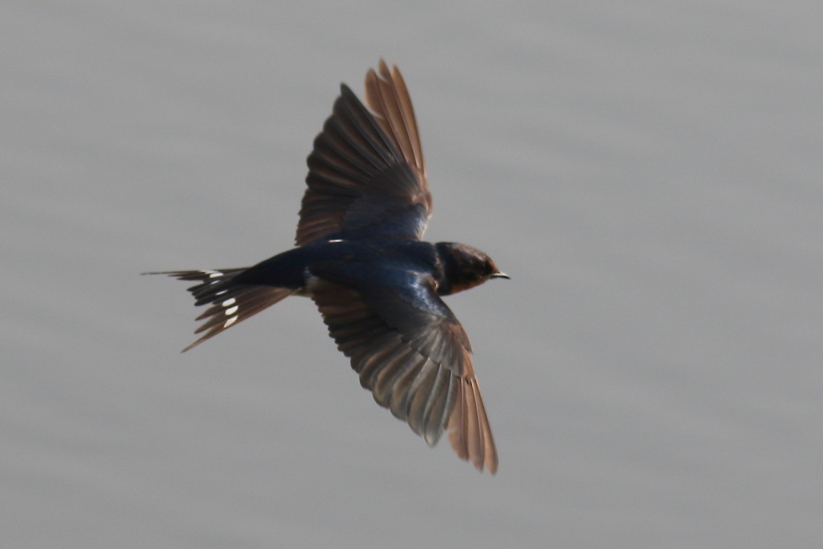 Barn Swallow - ML649570890