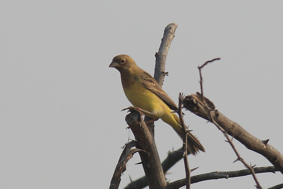Red-headed Bunting - ML649570937