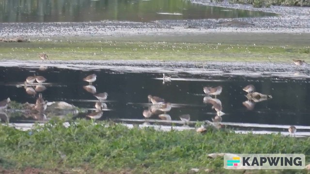 Falaropo Picofino - ML649571232