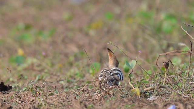 Abubilla Común - ML649571336
