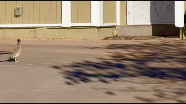 Correcaminos Grande - ML649571350