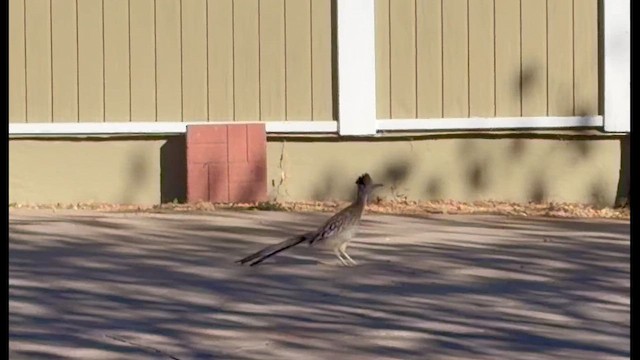 Correcaminos Grande - ML649571354