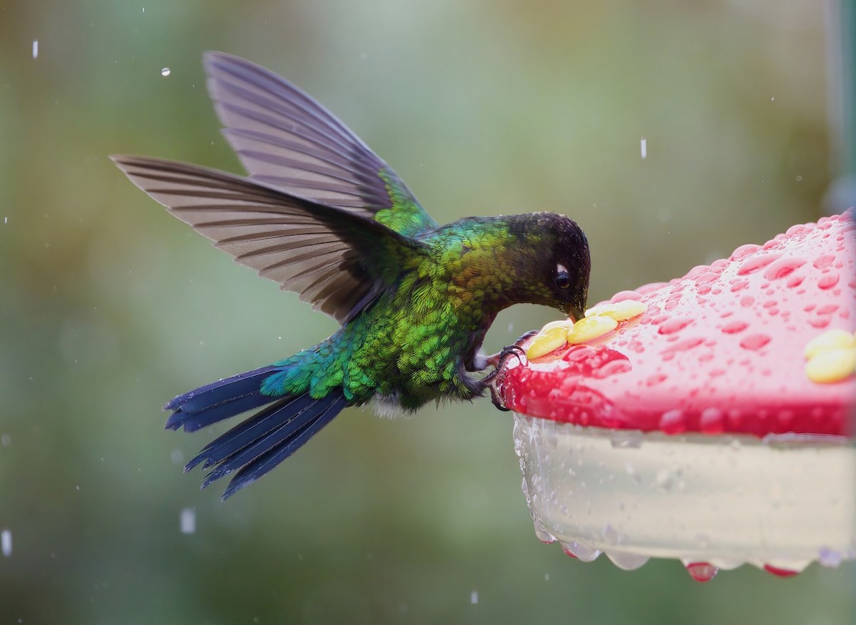 Fiery-throated Hummingbird - ML649571706