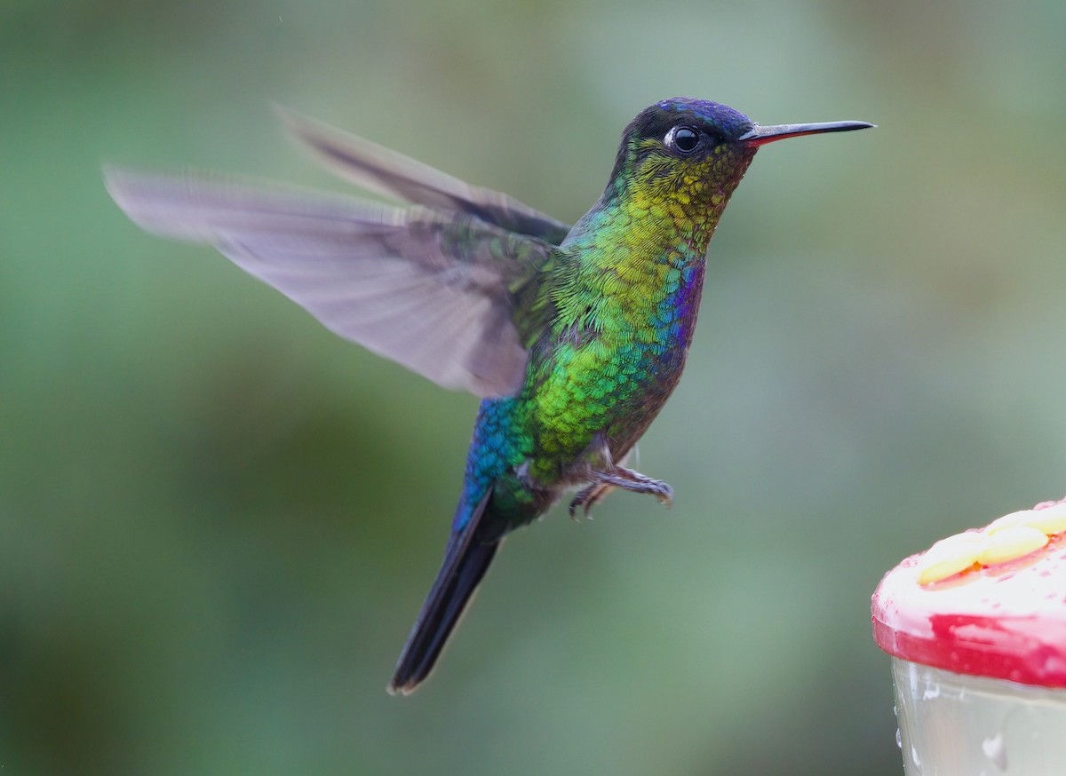 Fiery-throated Hummingbird - ML649571739