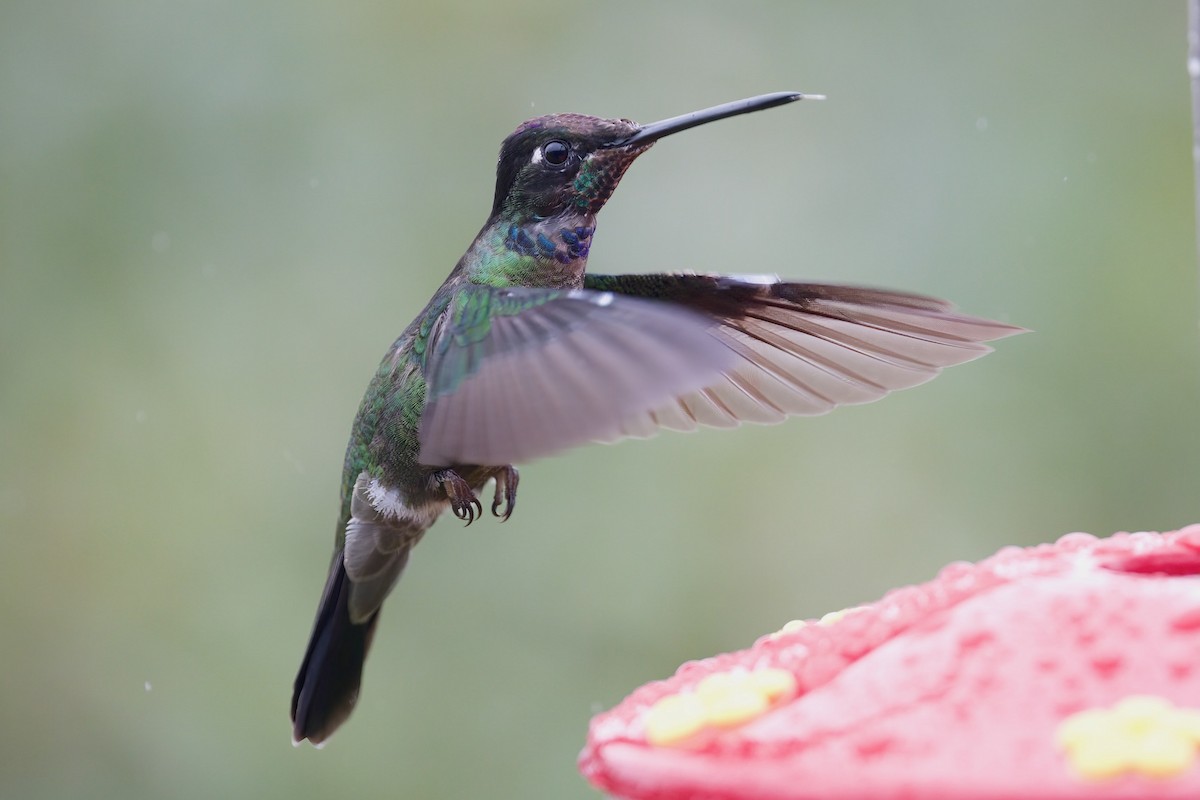 Talamanca Hummingbird - ML649571777