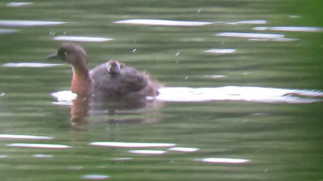 Zampullín Maorí - ML649571899