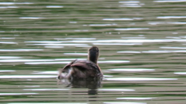 Zampullín Maorí - ML649571900
