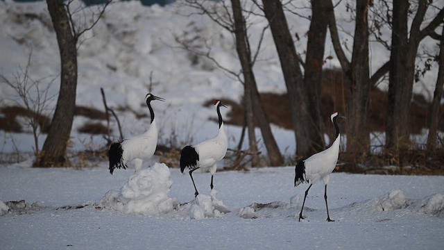 Grulla Manchú - ML649572348