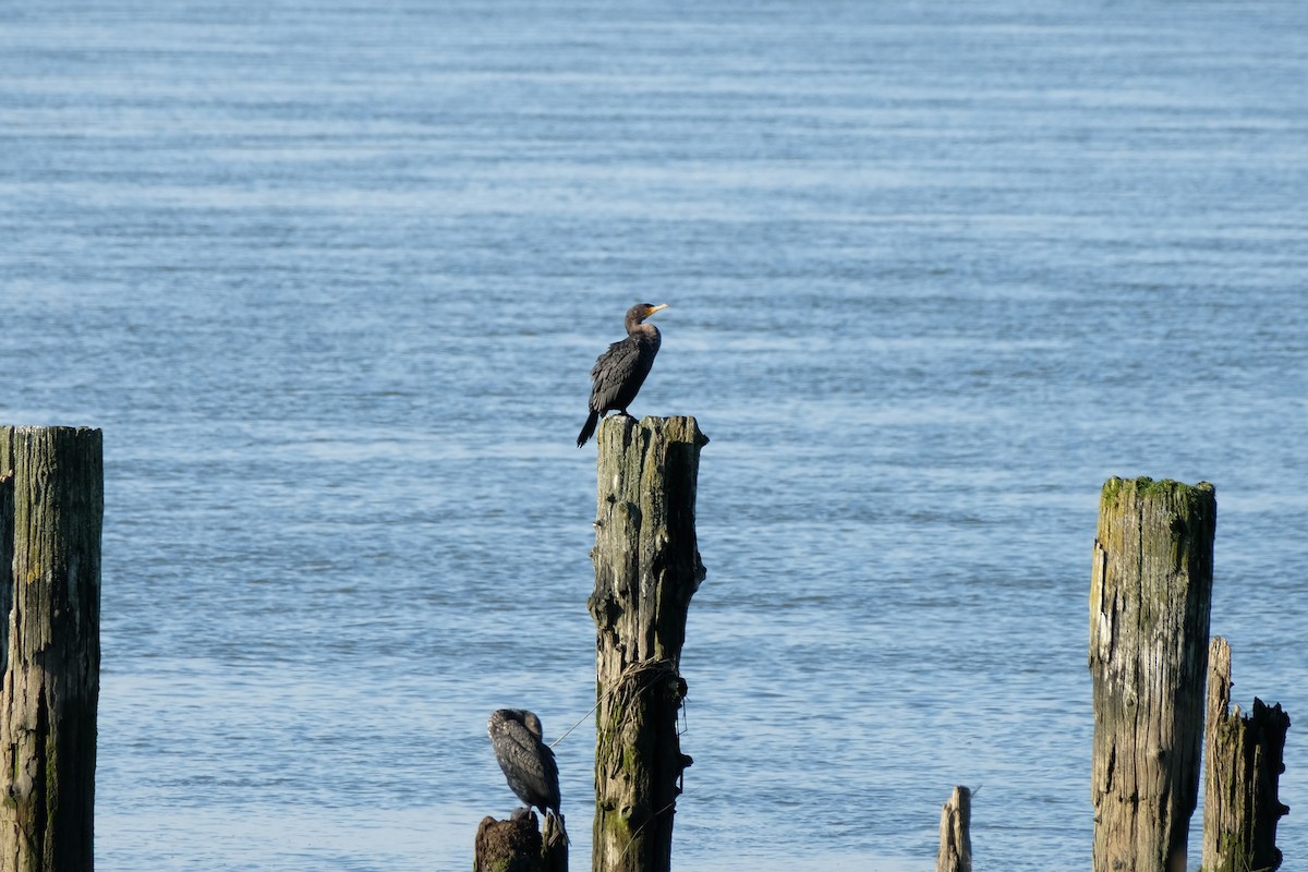 Ушастый баклан - ML649572390