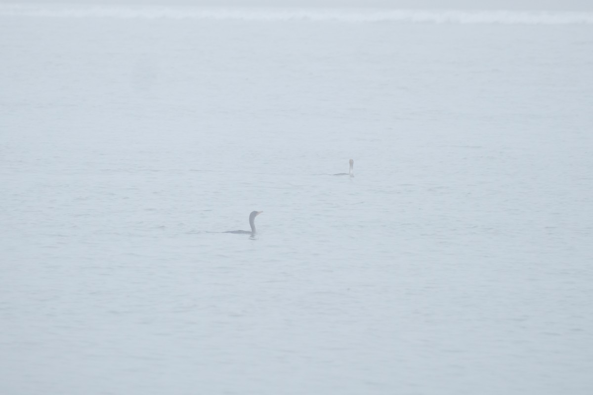 Ушастый баклан - ML649572758