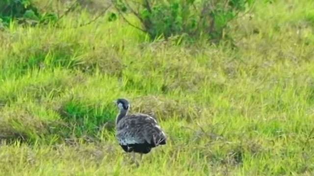 Sisón Ventrinegro de Hartlaub - ML649572795