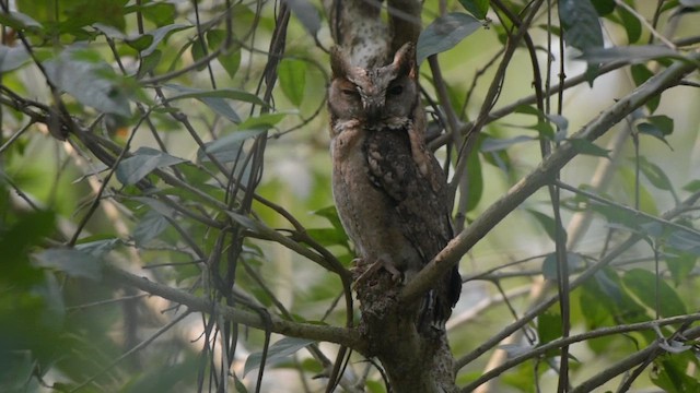 Autillo Chino - ML649572860