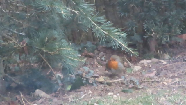 Petirrojo Europeo - ML649572894