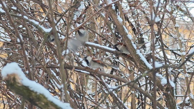 Gorrión Común - ML649573002